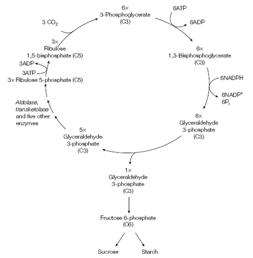 Photosynthesis homework help